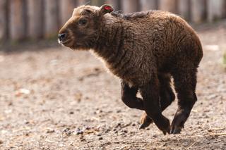 Te zwierzęta to niezwykle rzadki okaz. Młode takiny przyszły na świat w ZOO Wrocław