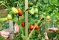 Te 3 zabiegi są kluczowe dla pomidorów! Tylko wtedy będą dobrze rosły i obficie owocowały