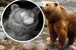 Jednooka bestia tuż przed samą kamerką! Niezwykłe nagranie niedźwiedzia z Bieszczad