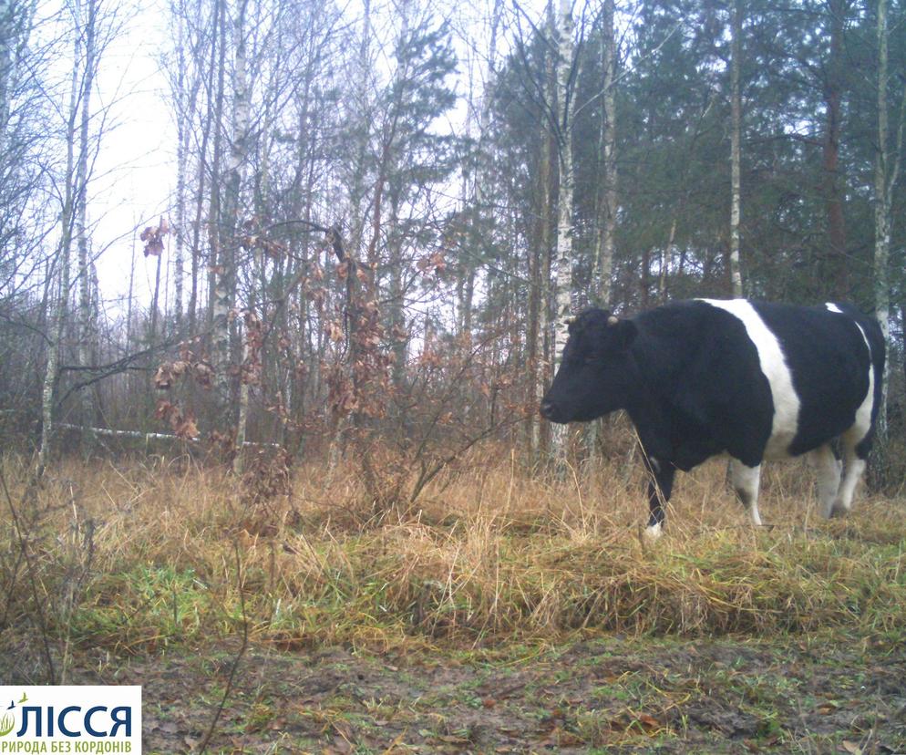 Dzikie krowy w Czarnobylu. Żyją tam i mają się całkiem dobrze 