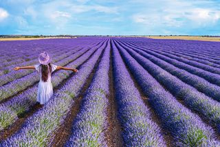 Lawenda jak z prowansalskiego pola? Wiosną musisz przeprowadzić ten zabieg, a będzie kwitła i wyglądała jak z obrazka