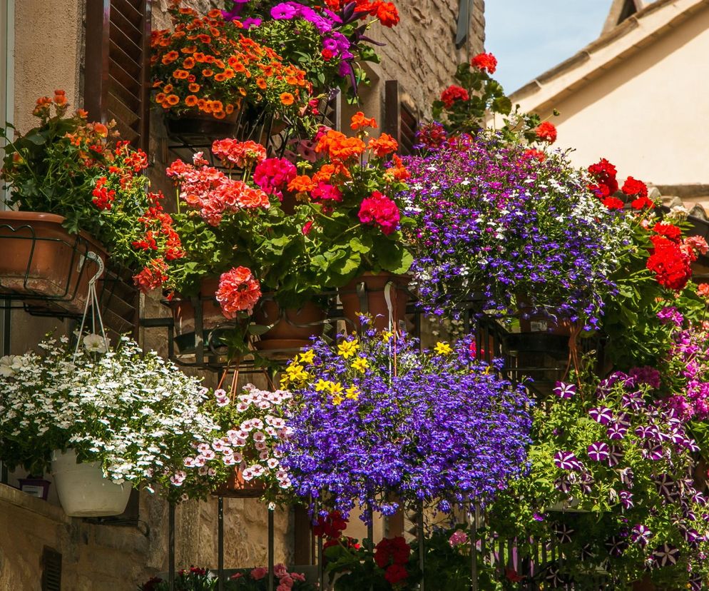 Zwisające kwiaty na balkon