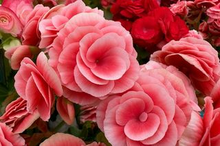 Które kwiaty kwitną przez całe lato