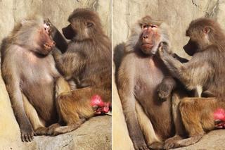 Małpia kosmetyczka pracuje 7 dni w tygodniu. Jedyne takie miejsce w stolicy. „Iskanie relaksuje”