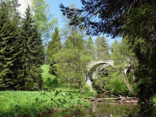 Tajemnicze mosty w lesie. Klimatem przypominają Hogwarth [ZDJĘCIA]