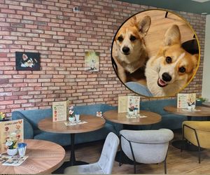 Pierwsza w Polsce kawiarnia z corgi! Powstała w Częstochowie