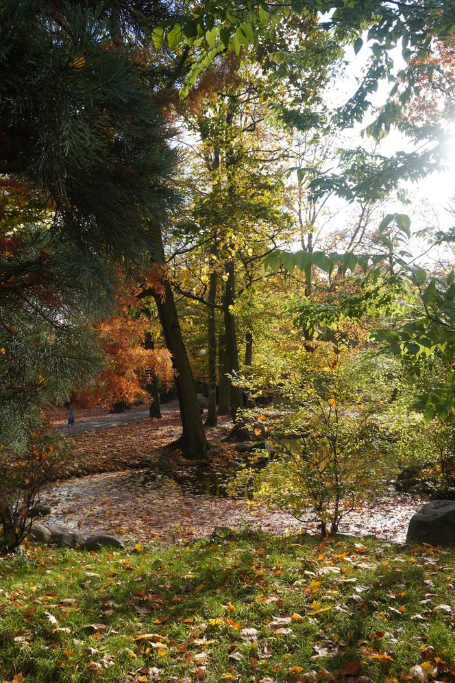 Park Wilsona jesienią
