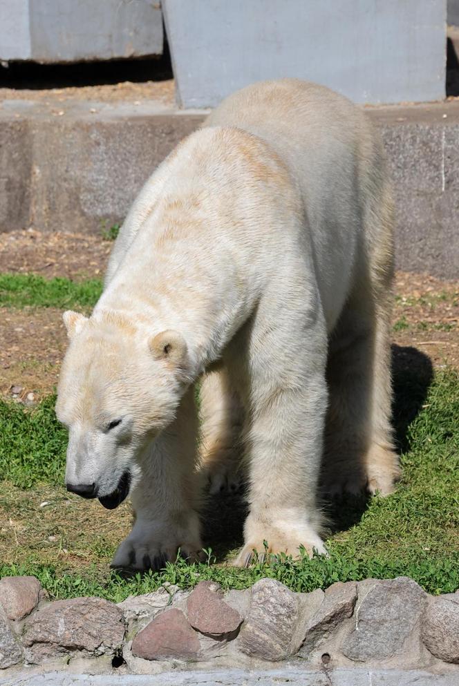 Niedźwiedzie polarne z Warszawskiego ZOO