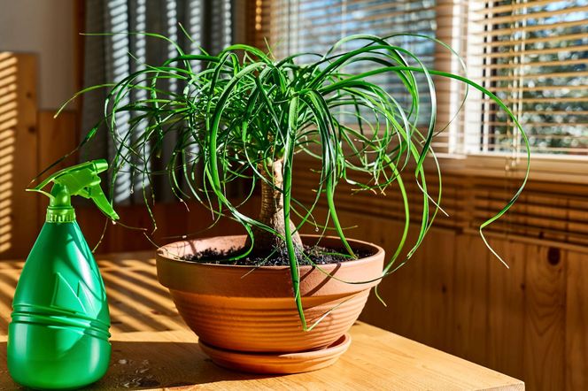 Beaucarnea recurvata