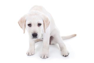 Biegunka u psa - przyczyny, leczenie. Jak zatrzymać biegunkę u szczeniaka i dorosłego psa?