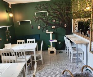 Kocia Kawiarnia w Bielsku-Białej ponownie otwarta