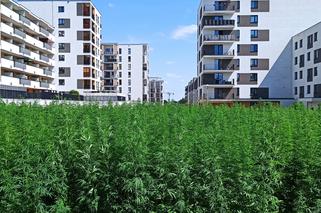 To będą pierwsze w historii takie żniwa! Wspólnie będzie można zbierać konopie na najsłynniejszym polu w Polsce