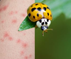 Biedronki azjatyckie atakują całą Polskę. To prawdziwa inwazja! Mogą być groźne