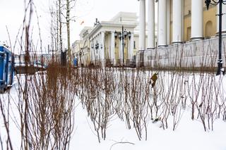 Nowe drzewa i krzewy na placu Bankowym w Warszawie, grudzień 2023 r.