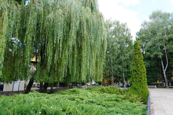 Plac Mordechaja Tenenbauma. To część Skweru przy Żabiej w Białymstoku