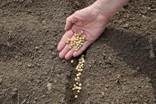 Zaprawianie nasion przed siewem - sposoby zaprawiania nasion