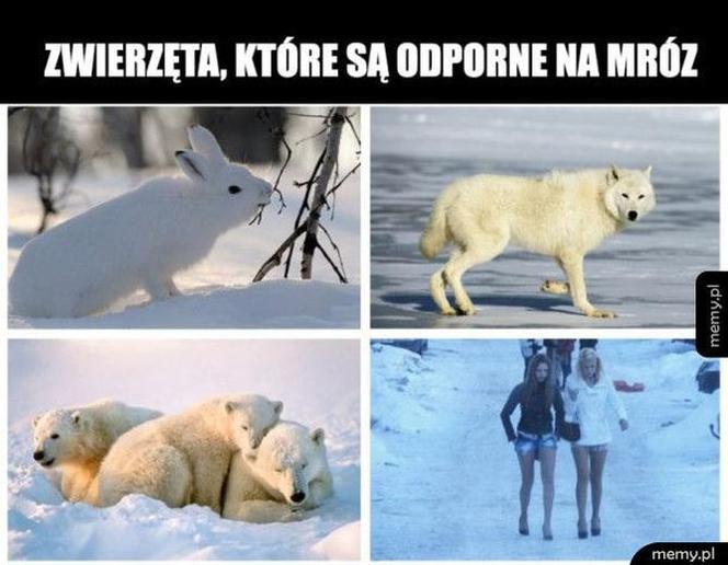 Mróz memy