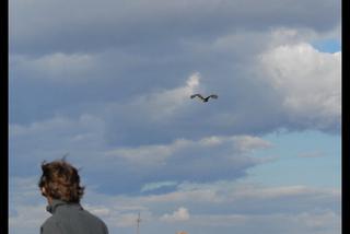 Uratowali zatrutego orła