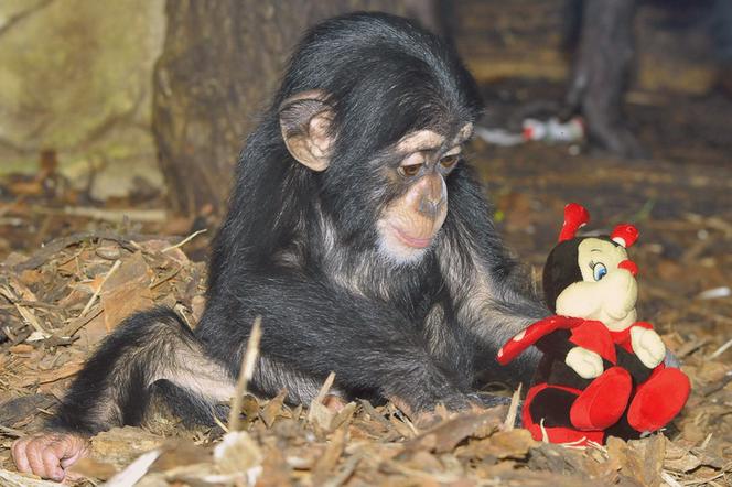 Zbiórka zabawek dla zwierząt w warszawskim zoo