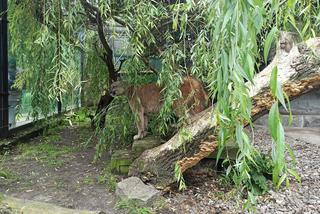 Puma Nubia na razie zostanie w chorzowskim ZOO. Zestresowane zwierze tęskni za opiekunem [ZDJĘCIA, WIDEO]