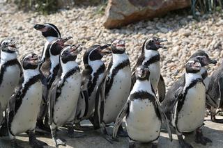 Co jedzą pingwiny? Światowy Dzień Zwierząt w gdańskim ZOO już dziś!