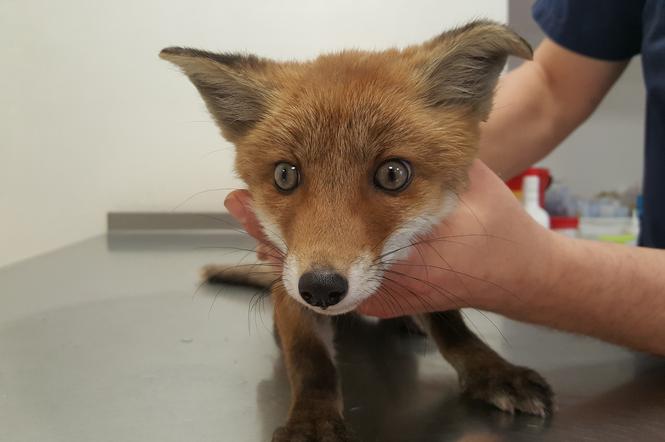 Mała lisica trafiła do lecznicy Macieja Serwina 