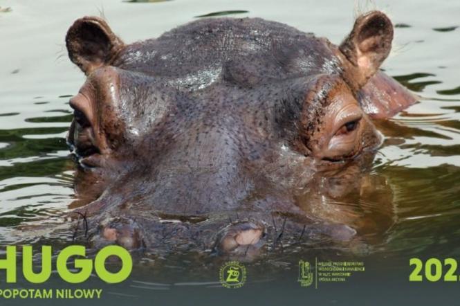 Warszawskie zoo oferuje wyjątkowy kalendarz! Możecie go pobrać samodzielnie