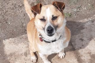 Schronisko w Boguchwale szykuje się na zimę. Możesz pomóc! 