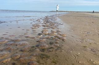 Krążkopławy opanowały świnoujską plażę. To prawdziwa inwazja!