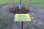 Danusia, Halinka, Linkus, Seniorita i Stasiu zapuszczają korzenie. Nowe nasadzenia w Lesznie