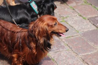 Zlot jamników w Toruniu