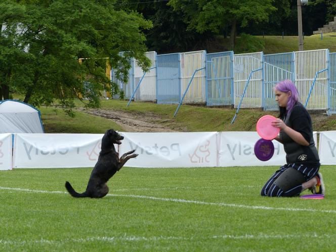 dog frisbee w Iławie