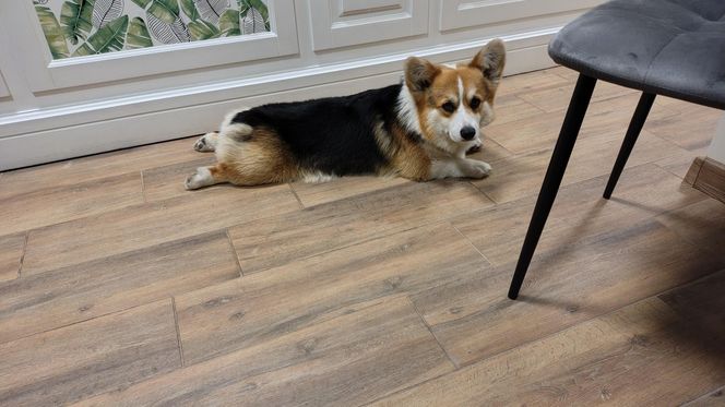 Pierwsza w Polsce kawiarnia z psami Corgi