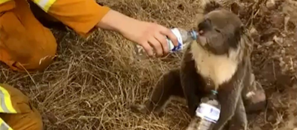 Ratują płonące koale!