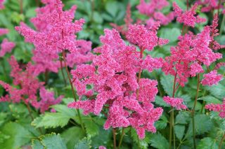 Tawułka japońska - Astilbe japonica