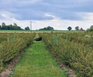 Odłowili bizona w Nadleśnictwie Ostrowiec Świętokrzyscy. Pomogli starachowiccy leśnicy