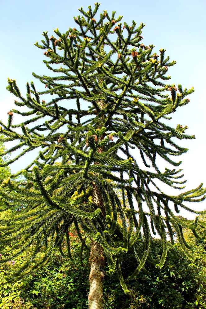 Araukaria chilijska