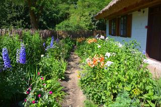 Rośliny do ogrodu wiejskiego - najpopularniejsze kwiaty, pielęgnacja, ochrona