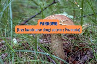 Parkowo (powiat obornicki)
