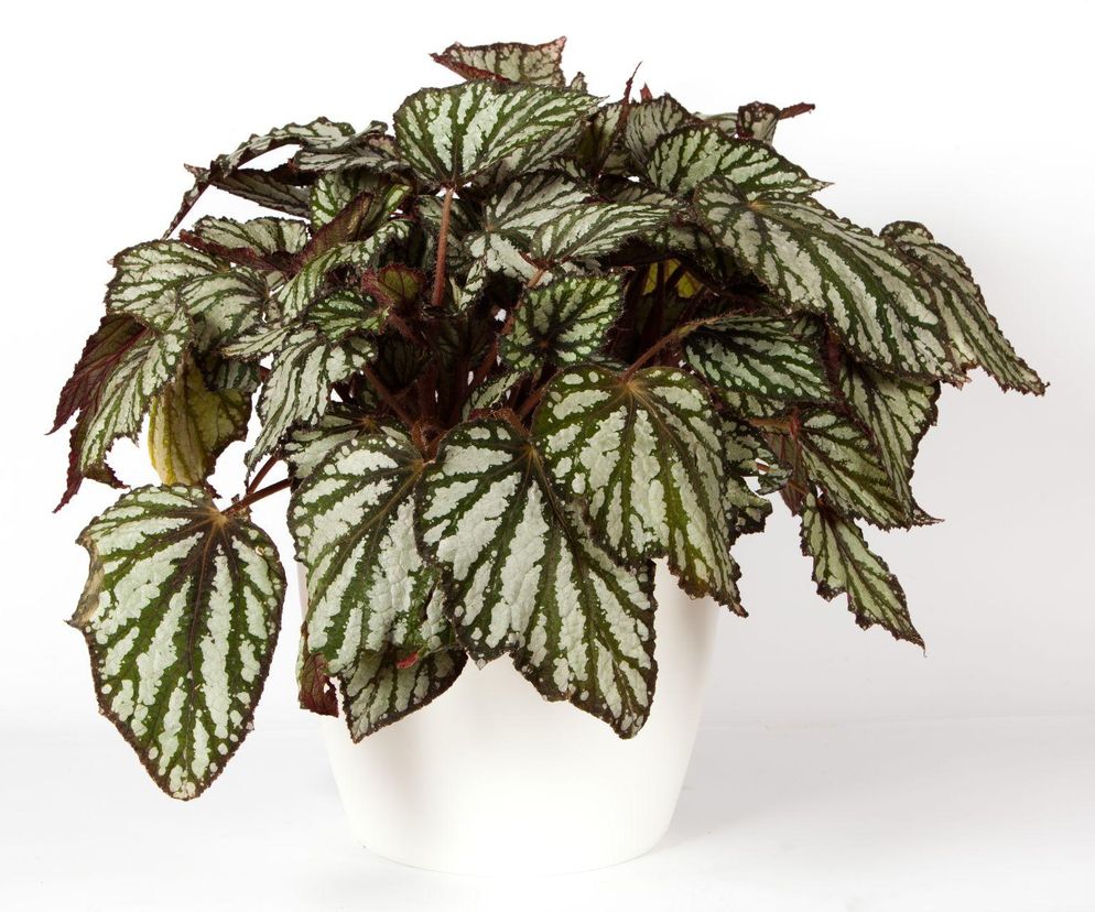 Begonia królewska