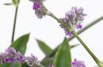Callisia warszewicziana