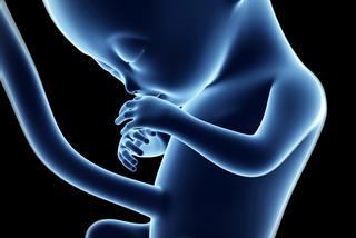 13 tydzień ciąży płód