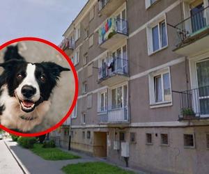 Nietypowa interwencja służb w Tychach. Zostały wezwane do... psa na balkonie