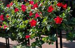 Dipladenia, mandevilla