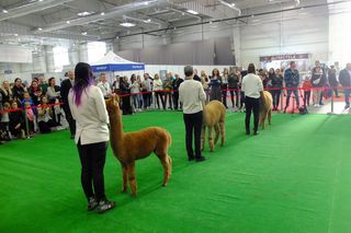 Wystawa Zoologiczna ZOOPARK w Lublinie przyciągnęła tłumy rodzin z dziećmi