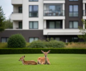 Dzikie zwierzęta w Ustrzykach. Co robią sarny i jelenie pod blokiem?