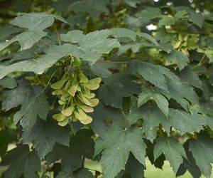 Klon pospolity - Acer platanoides