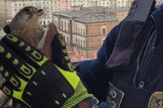 Nietypowa interwencja straży miejskiej w Poznaniu. Funkcjonariusze Ekopatrolu uwolnili pustułkę z ratuszowej wieży