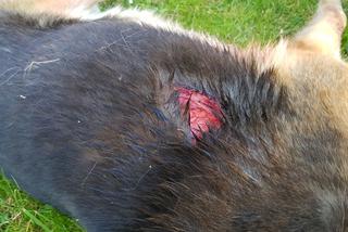 Dzik terroryzuje miasto