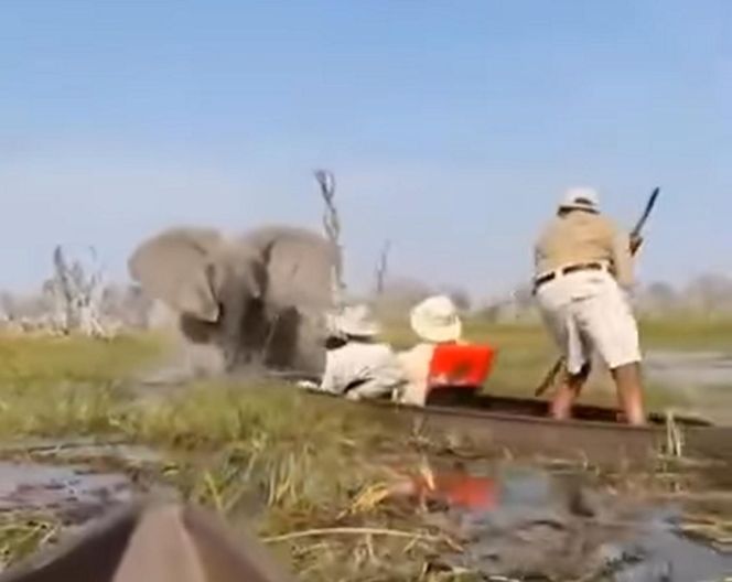 Horror na wakacjach. Zaatakowały ich słonie, wpadli do rzeki pełnej krokodyli